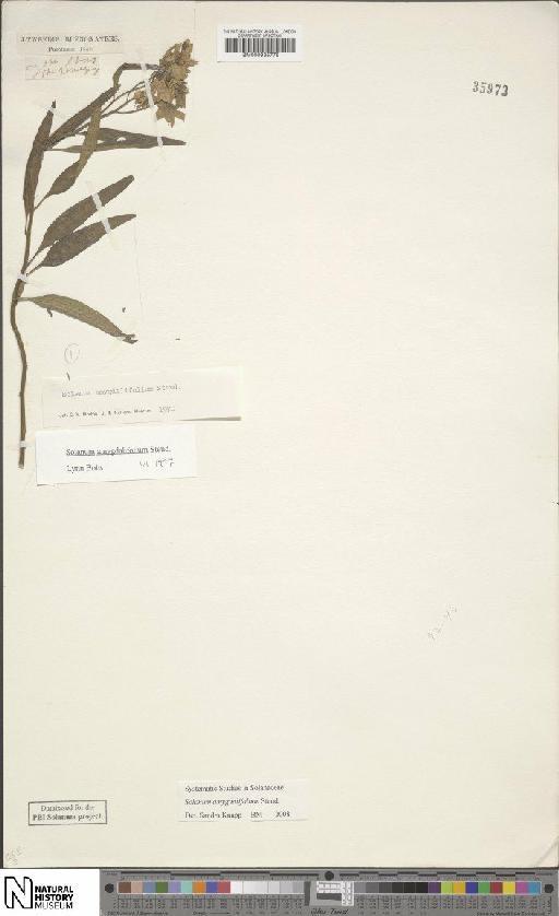 Solanum amygdalifolium Steud - BM000935776