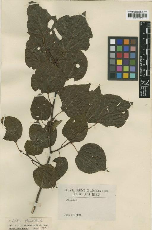 Lindera cercidifolia Hemsl. - BM000951074