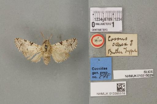 Cossidae Leach, 1815 - 013385518_D_Cossus_senex_Butler_1882