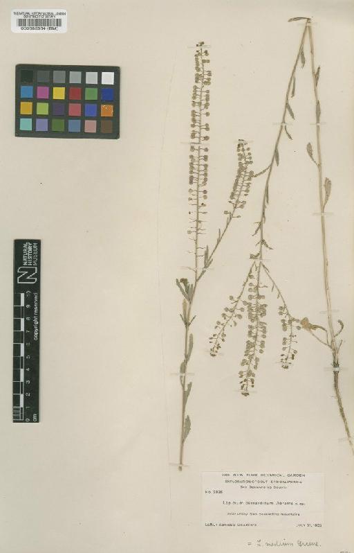 Lepidium virginicum L. - BM000582554