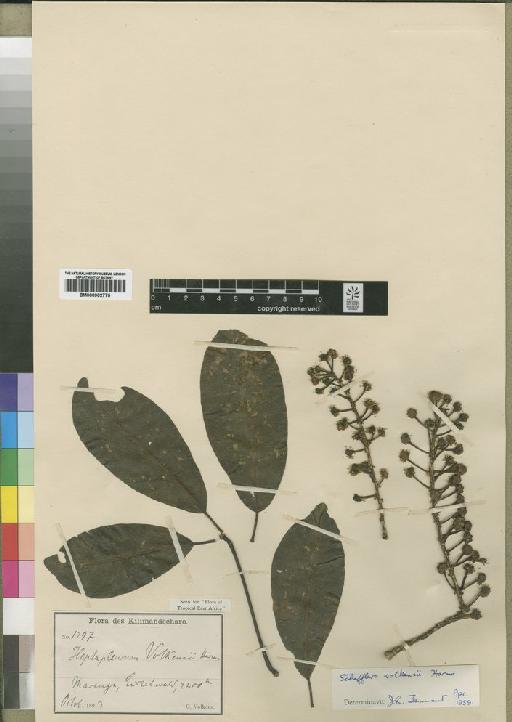 Schefflera volkensii (Harms) Harms - BM000902770