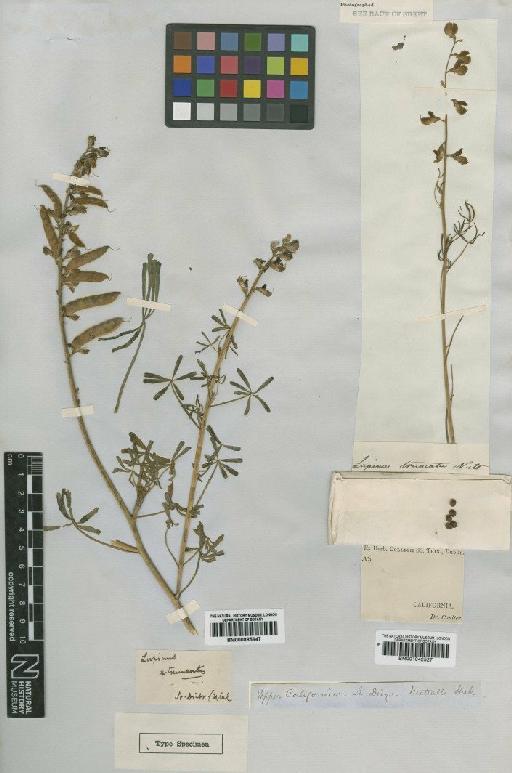 Lupinus truncatus Nutt ex Hook. & Arn. - BM001042527