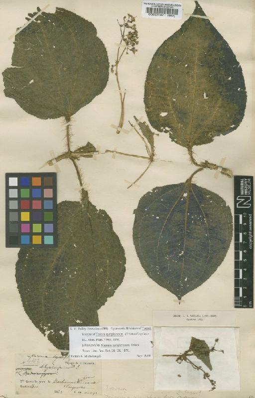 Tococa symphyandra (Triana) Cogn. - BM000570801