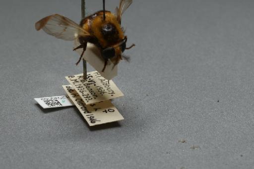 Volucella bombylans (Linnaeus, 1758) - 012530559_additional_4