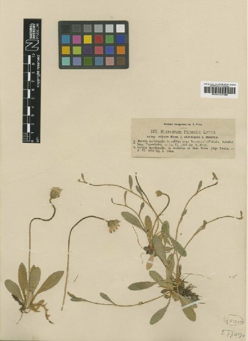 Hieracium pilosella subsp. vulgare (Tausch) Nägeli & Peter - BM001047295
