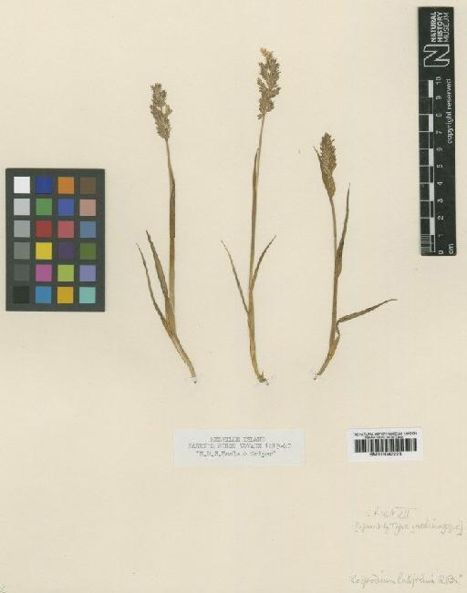 Arctagrostis latifolia (R.Br.) Griseb. - BM001042223