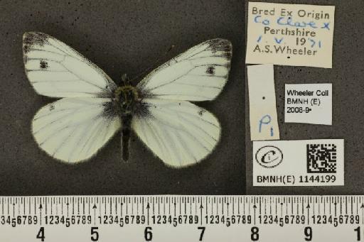 Pieris napi napi (Linnaeus, 1758) - BMNHE_1144199_99758