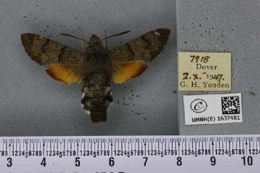 Macroglossum stellatarum (Linnaeus, 1758) - BMNHE_1637481_206154