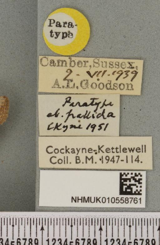 Litoligia literosa ab. pallida Cockayne, 1951 - NHMUK_010558761_label_616455
