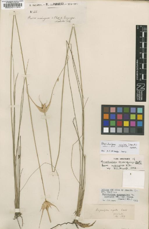 Rhynchospora rigida (Kunth) Boeck. - BM000524243