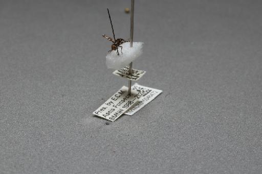 Herina frondescentiae (Linnaeus, 1758) - 015046472_additional_3