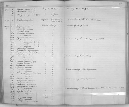 Serrasalmo denticulatus - Zoology Accessions Register: Reptiles & Fishes: 1893 - 1903: page 178