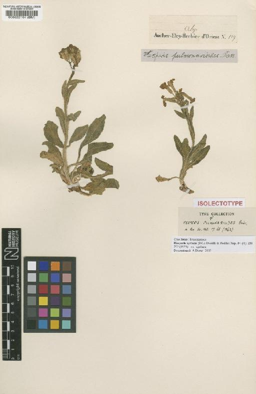 Hesperis syriaca (DC.) Dvorak - BM000522194