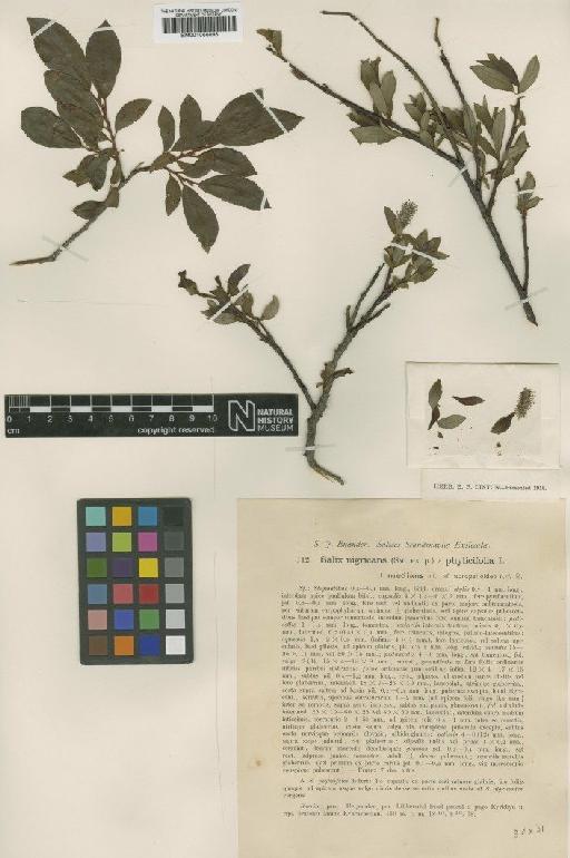 Salix nigricans Sm. - BM001066898