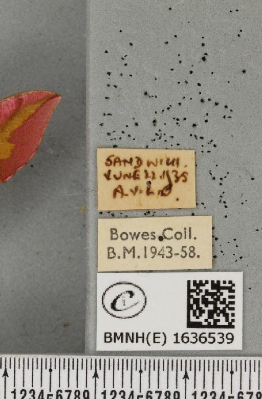 Deilephila porcellus (Linnaeus, 1758) - BMNHE_1636539_label_206600