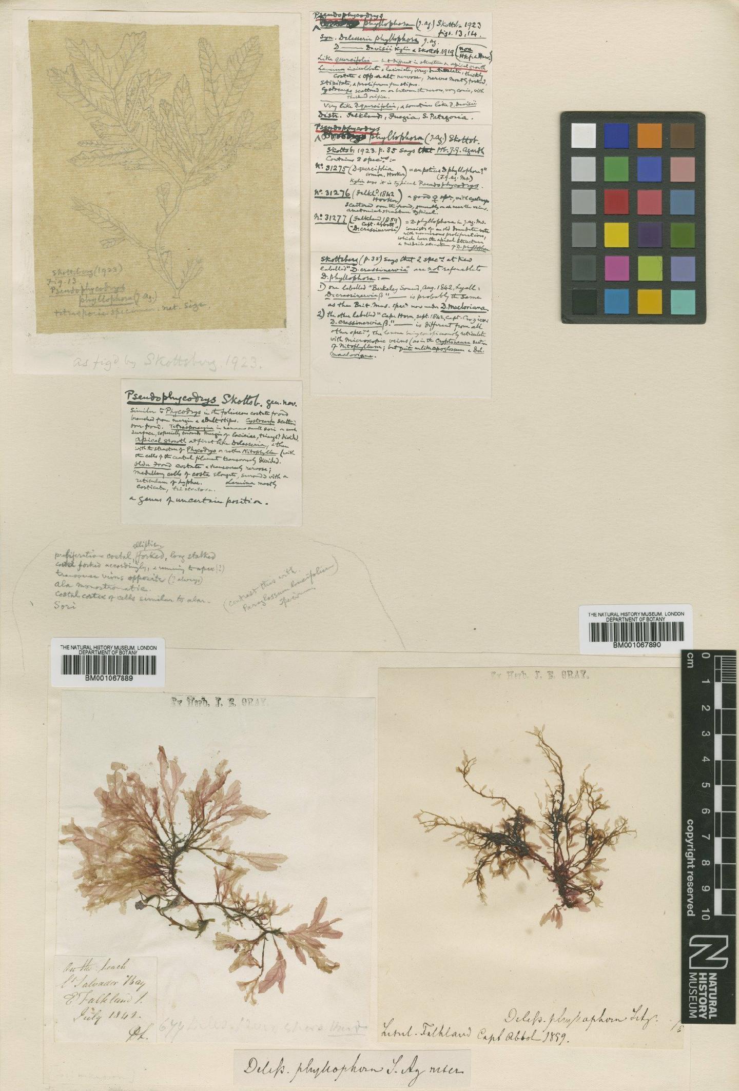 To NHMUK collection (Pseudophycodrys phyllophora (J.Agardh) Skottsb.; TYPE; NHMUK:ecatalogue:2328489)