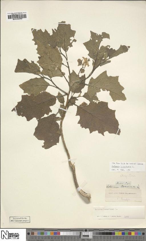 Solanum bonariense L. - BM000935784