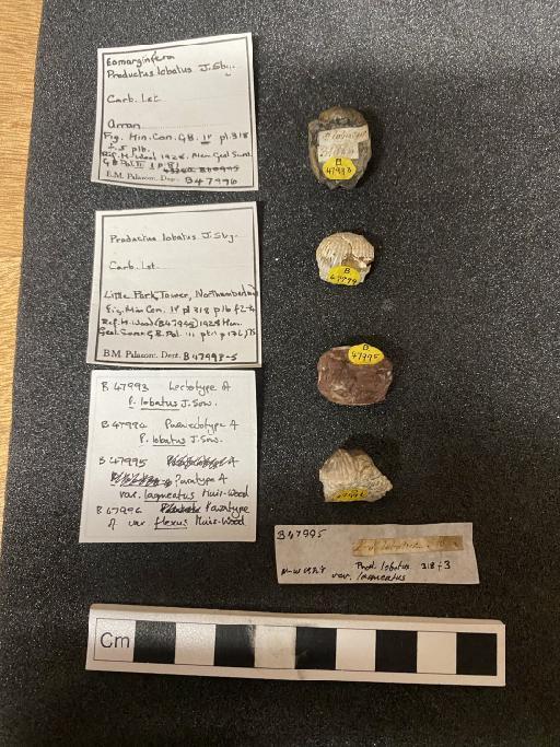 Productus lobatus J. Sowerby - B 47993-6