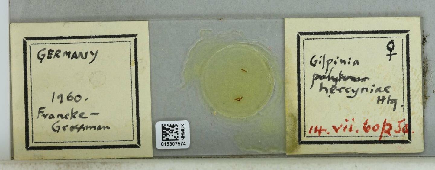 Gilpinia hercyniae thumbnail