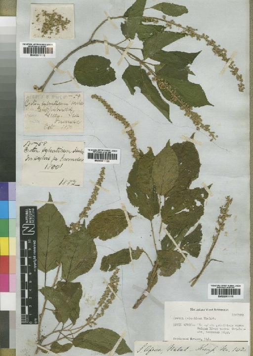 Croton sylvaticus - BM000911118