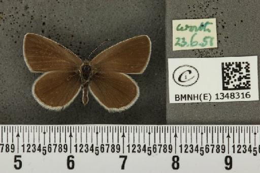 Cupido minimus (Fuessly, 1775) - BMNHE_1348316_150746