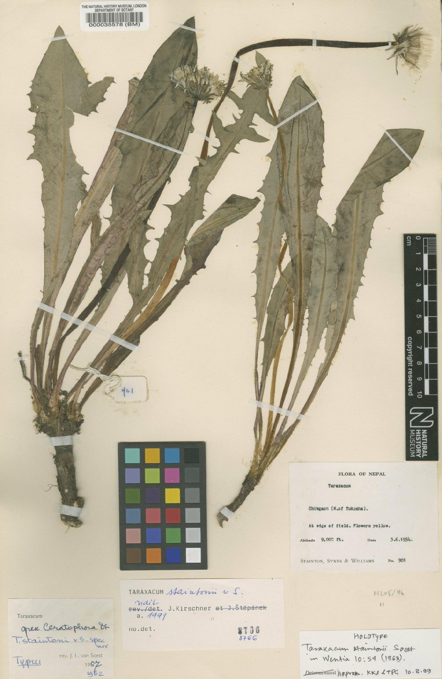 To NHMUK collection (Taraxacum staintonii Soest; Holotype; NHMUK:ecatalogue:481642)