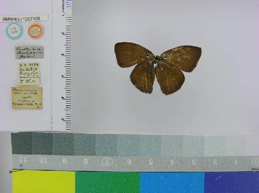 Euptychia pronophila Butler, 1867 - BMNH(E)_1267106_Guaianaza_(Euptychia)_pronophila_Butler_T_male_ (1)