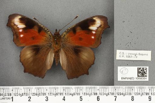 Aglais io (Linnaeus, 1758) - BMNHE_1060984_21474