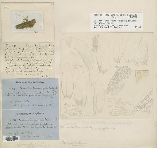 Entodontopsis nitens (Mitt.) W.R.Buck & Ireland - BM000871337