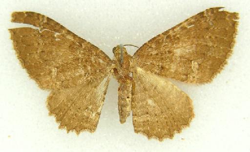 Visiana incertata (Walker, 1862) - Visiana incertata type