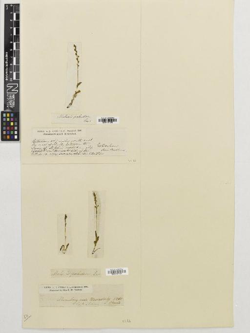 Hammarbya paludosa (L.) Kuntze - BM001081524