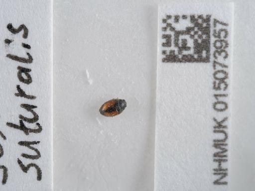 Scymnus suturalis Thunberg, 1795 - 015073957_2