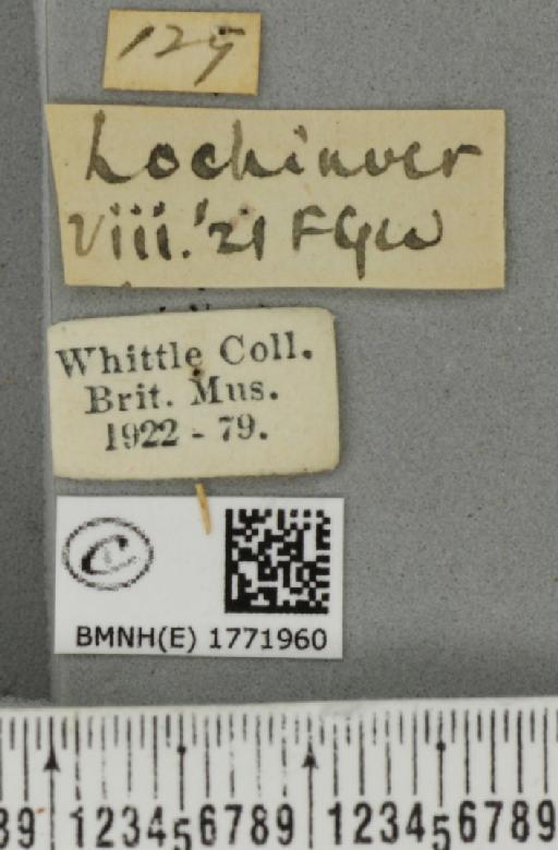 Dysstroma citrata citrata ab. griseonotata Lange, 1921 - BMNHE_1771960_label_351969