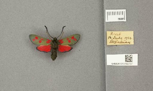 Zygaena (Zygaena) filipendulae stephensi Dupont, 1900 - 015192757_775459_1085133