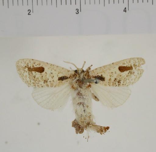 Indarbela disciplaga Swinhoe, 1901 - Arbela disciplaga 1055075 dorsal