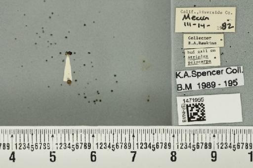 Ophiomyia atriplicis Spencer, 1984 - BMNHE_1471955_47022