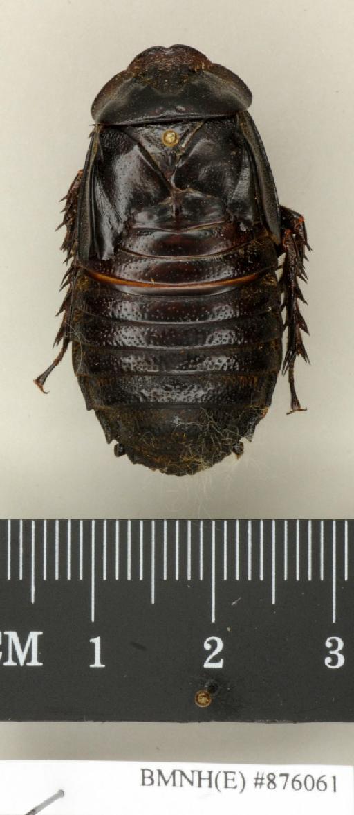 Salganea aperturifera Roth, 1979 - Salganea aperturifera Roth, 1979, male, paratype, dorsal. Photographer: Edward Baker. BMNH(E)#876061