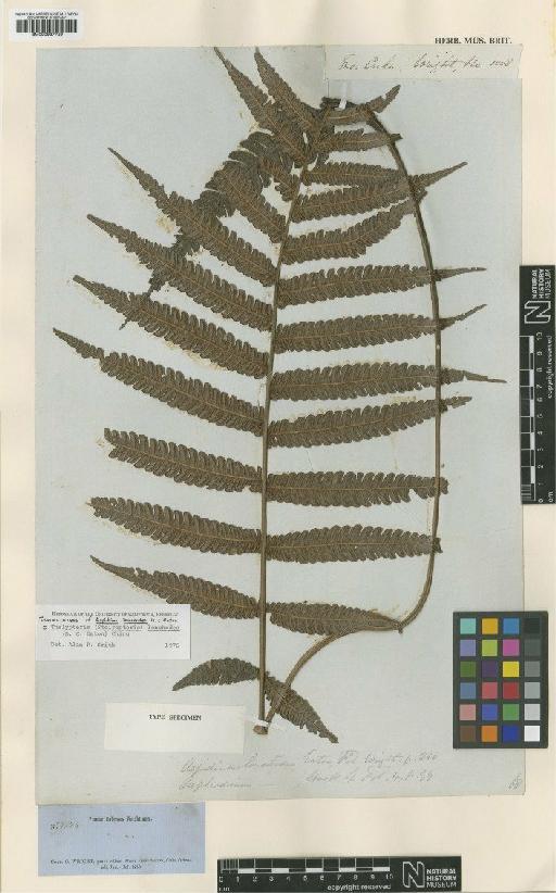 Steiropteris lonchodes (D.C.Eaton) Pic.Serm. - BM000937729