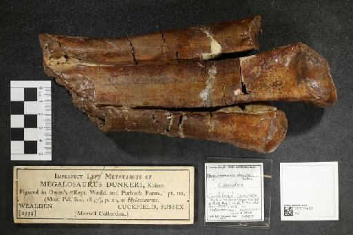 Megalosaurus dunkeri Koken, 1887 - 010030458_L010093249