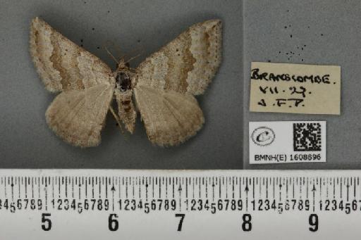 Scotopteryx bipunctaria cretata (Prout, 1937) - BMNHE_1608896_305265