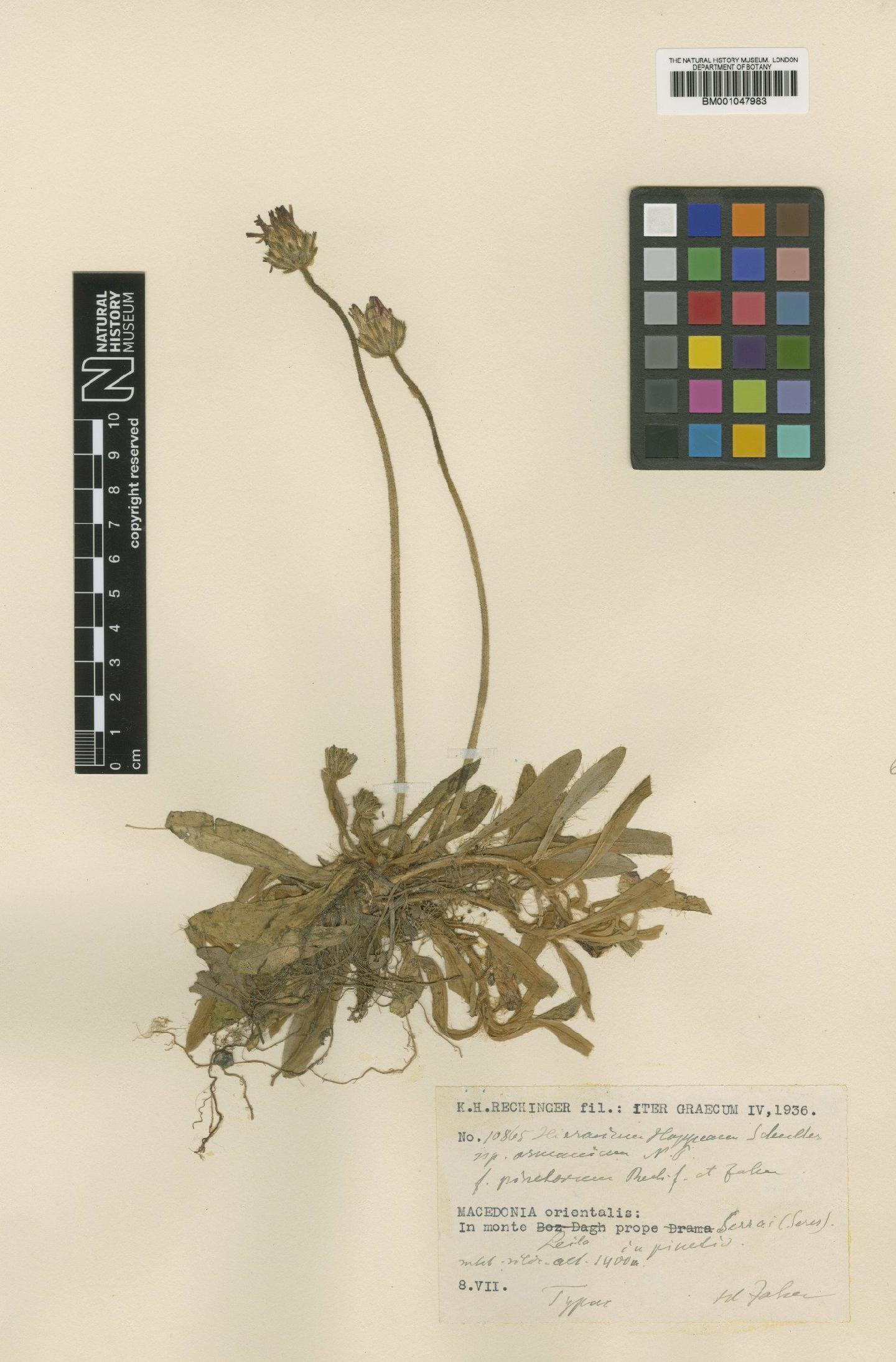 To NHMUK collection (Hieracium hoppeanum subsp. osmanicum Nägeli & Peter; Type; NHMUK:ecatalogue:2820445)