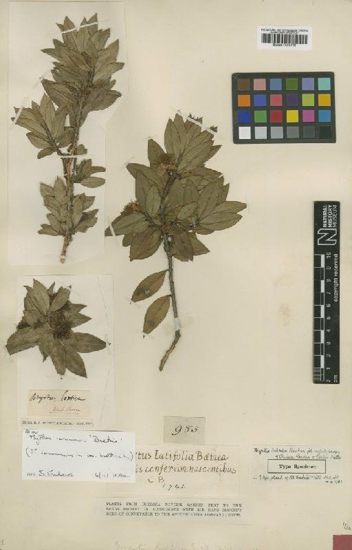 Myrtus communis var. baetica L. - BM001025715