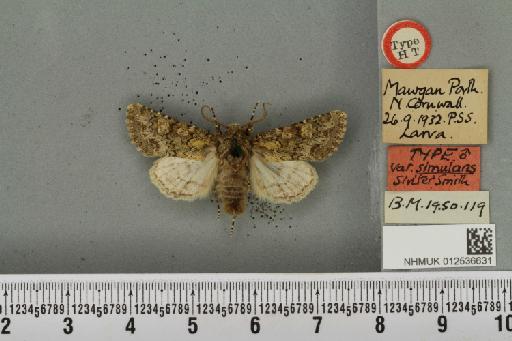 Polymixis lichenea ab. simulans Siviter Smith, 1942 - NHMUK_012536631_645773