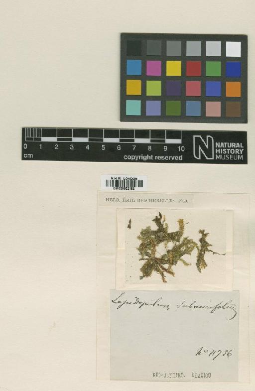 Lepidopilum subaurifolium Geh. & Hampe - BM000862182_a
