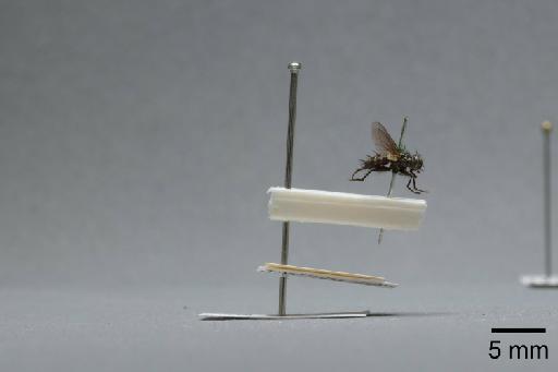 Sarcophaga (Myorhina) nigriventris Meigen, 1826 - 015092053_lateral