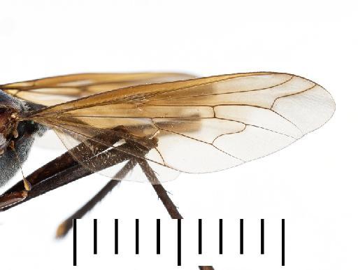 Systropus (Systropus) rubripes Bowden, 1967 - Systropus rubripes - wing