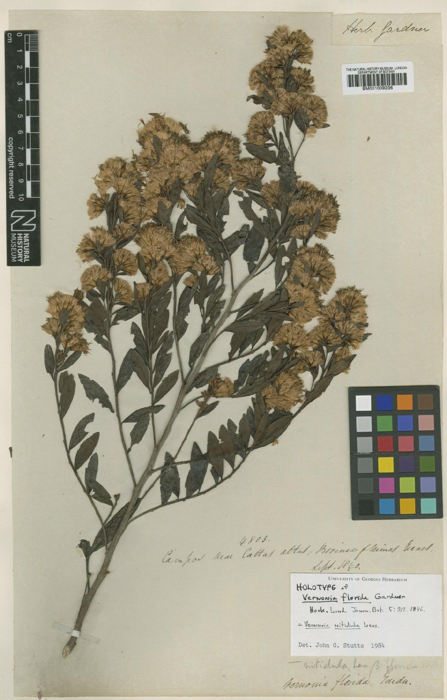 To NHMUK collection (Vernonia nitidula Less; Holotype; NHMUK:ecatalogue:557987)