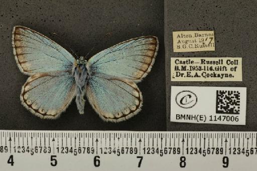 Lysandra coridon ab. fowleri South, 1900 - BMNHE_1147006_100818