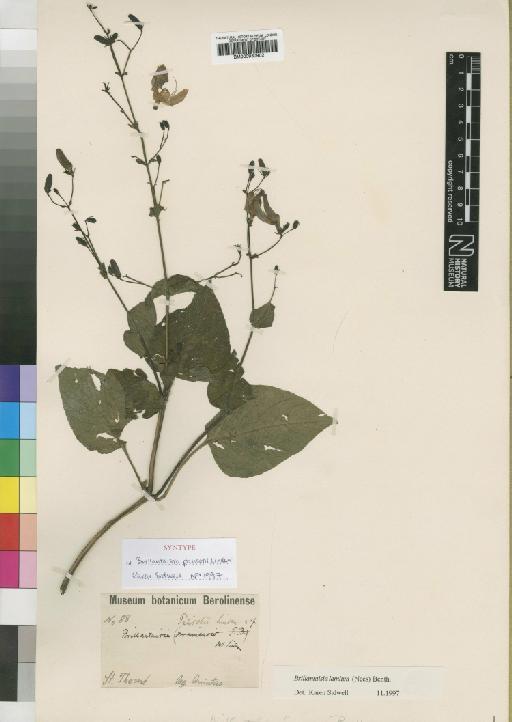 Brillantaisia lamium (Nees) Benth. - BM000930902