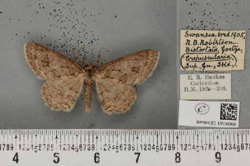 Ectropis crepuscularia ab. schillei Klemensiewicz, 1893 - BMNHE_1916066_482842